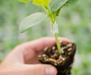 Planta joven injertada en mano, lista para el inicio de cultivo.